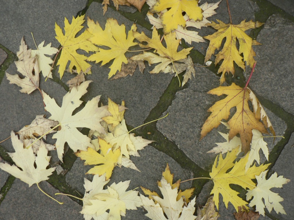 maple-like leaves